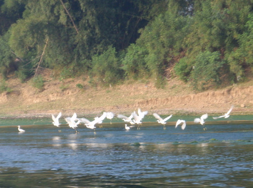 White Egrets (I think) Take Flight.
